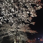 Ina Fune - 川端の夜桜