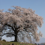 小淵沢 井筒屋 - わに塚の桜