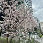 Trattoria L'astro - 今日の桜