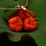 京懐石 吉泉 - 真っ赤なホウズキが５つ