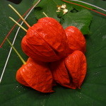 京懐石 吉泉 - 真っ赤なホウズキ