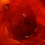 京懐石 吉泉 - 梅の甘煮