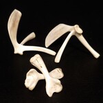 大市 - 大腿骨(後肢)と三つ骨(肩甲骨)