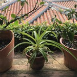 琉球料理 ぬちがふぅ - 