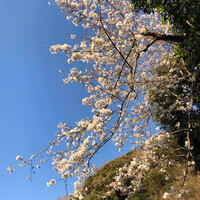 レストラン ラ・マーレ - 