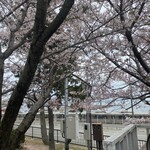 PATISSERIE TOOTH TOOTH シーサイドカフェ - テラス席からの眺め。満開の桜です