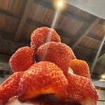 アロー ツリー - 