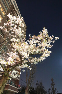 Toshian - 白金台の夜桜