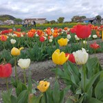 煮干乃宴 - 羽村のチューリップ畑。満開。