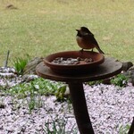 くつきそば 永昌庵 - 