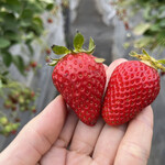 姫路ハートフル観光農園 - 