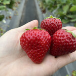 姫路ハートフル観光農園 - 