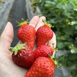 姫路ハートフル観光農園 - 