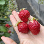 姫路ハートフル観光農園 - 