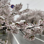 らー麺　Do・Ni・Bo - 桜に雪☃️が…