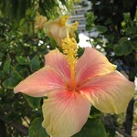 ザ・ブセナテラス - 