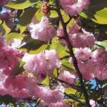 ゆう - 西落通りの八重桜