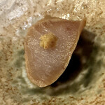 すし処 睦月 - スモーク