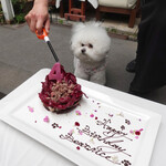 エビスエスクラッシコ - 何が始まるのか理解している表情ですネッ！