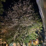 餃子の王将 - 店の近くの一本桜も葉桜に…また、来年ね