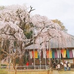 かき小屋 小江戸 - 3/21 坂戸市 慈眼寺の枝垂れ桜