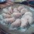餃子坊 豚八戒 - 料理写真:水餃子。盛り付けもきれい。