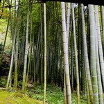 休耕庵 竹の庭の茶席 - 耕休庵からの竹林の眺め