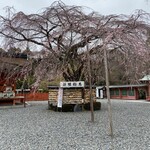 富士宮やきそばアンテナショップ - 信玄桜