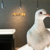 BAR 21 - 