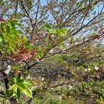 Ko-Hi-Shoppu Kuri-Ku - 葉山川沿いの桜はもうほとんど散ってしまいました。2023.4.中旬