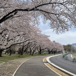 yuugengaishatsukumodorihompo - １５００本の桜が満開　そして散っていきます