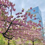 オー バカナル - 紀尾井町通りの八重桜