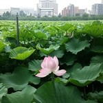 池の端 藪蕎麦 - 不忍池の蓮