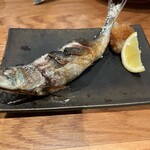 まんまる - トロイワシ