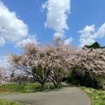 道の駅みなみかた もっこりの里 - みなみかたの桜