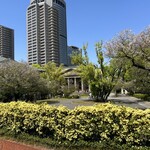 一二三 - 造幣局北側出口向かいの公園、モッコウバラが美しく満開でした