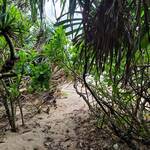 石垣の塩 - 裏の海への通り道