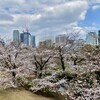 Toraya - 芝生広場の桜