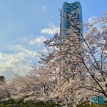 Zarittsukarutontoukyou - 桜の中にブルーグリーンの旗が見えます