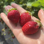 姫路ハートフル観光農園 - 