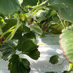 姫路ハートフル観光農園 - 