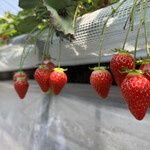 姫路ハートフル観光農園 - 