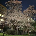 Matahachi - 石割桜
