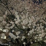 Matahachi - 石割桜