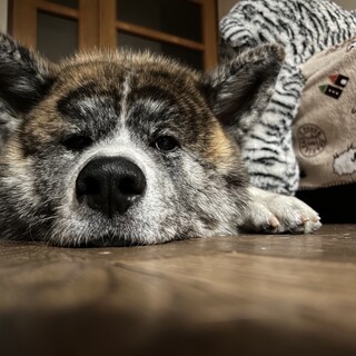 A rare Izakaya (Japanese-style bar) where you can eat with your pet and drink alcohol ◎ Great value lunch available