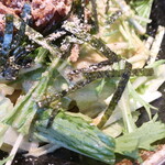 麺酒房 龍安 - さまざまな具材