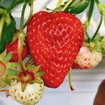 いちご園 ニコニコファーム - 料理写真: