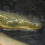 かぶと - 静岡産天然鰻