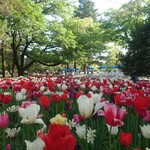三番亭 - 昭和記念公園のチューリップ