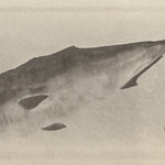 一期一会 よねさん - 